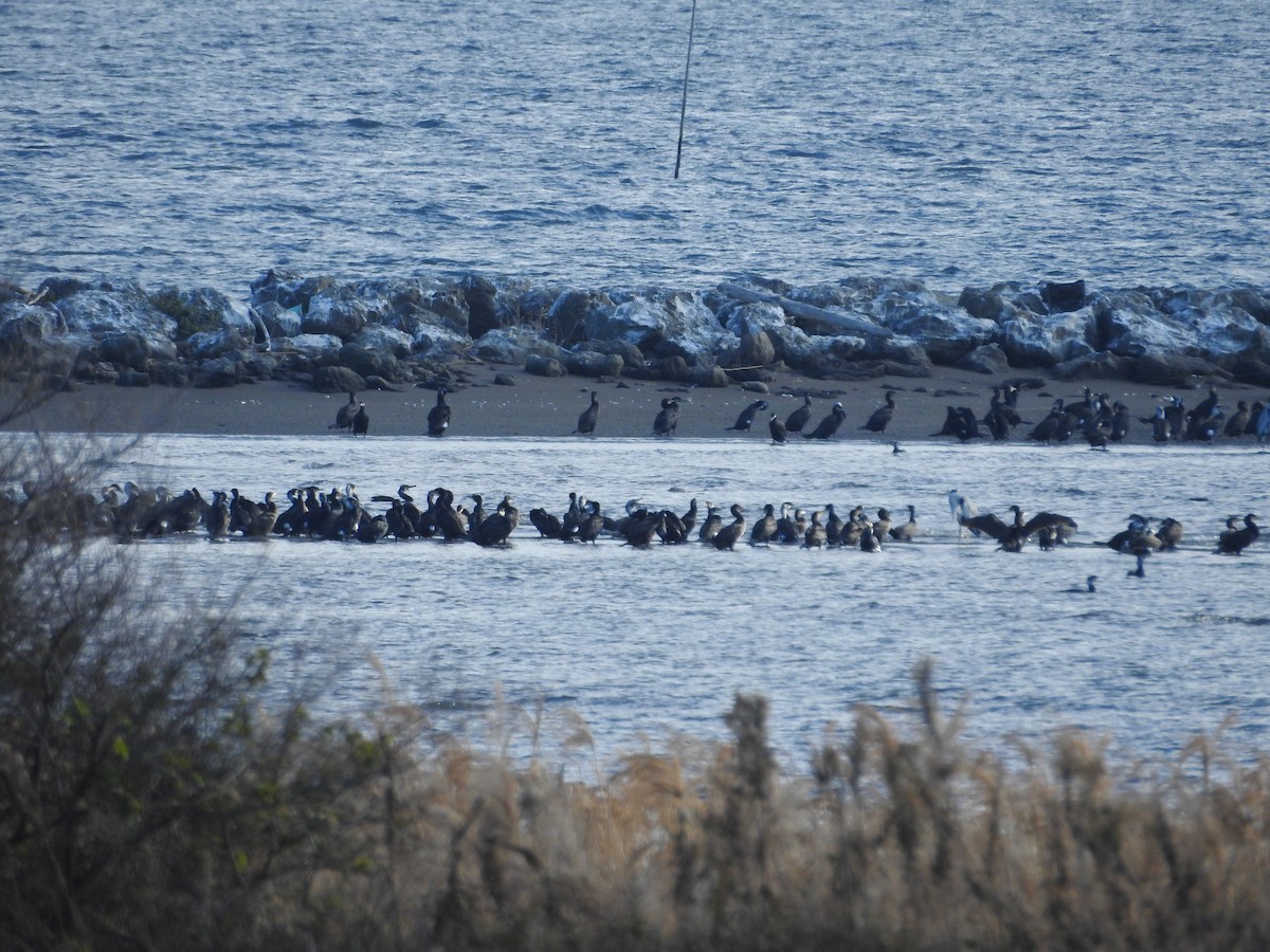 Great Cormorant - ML646289127
