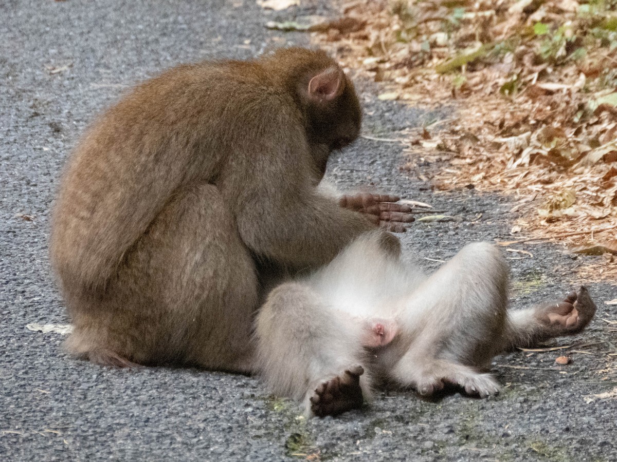 Hondo Macaque - ML646289128