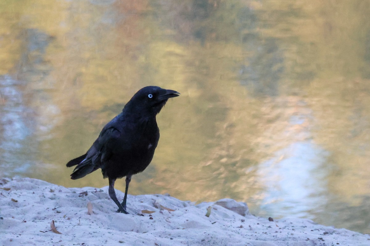 Little Crow - ML646289129