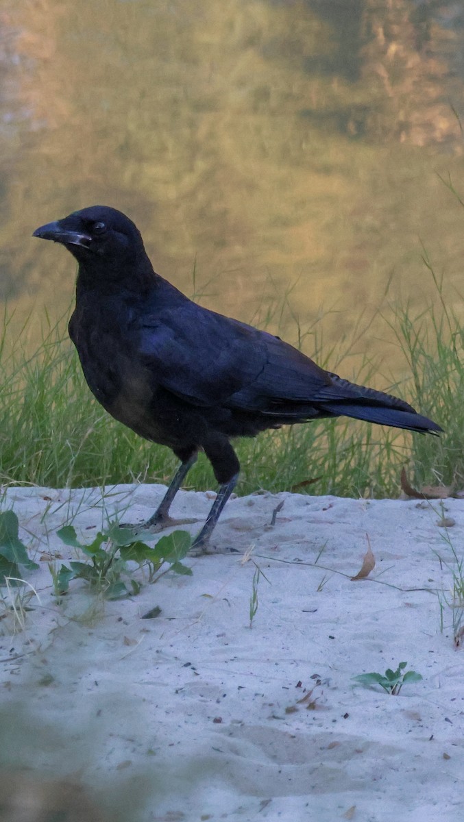 Little Crow - ML646289130