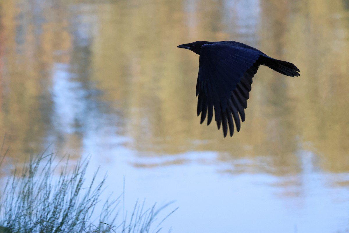 Little Crow - ML646289131