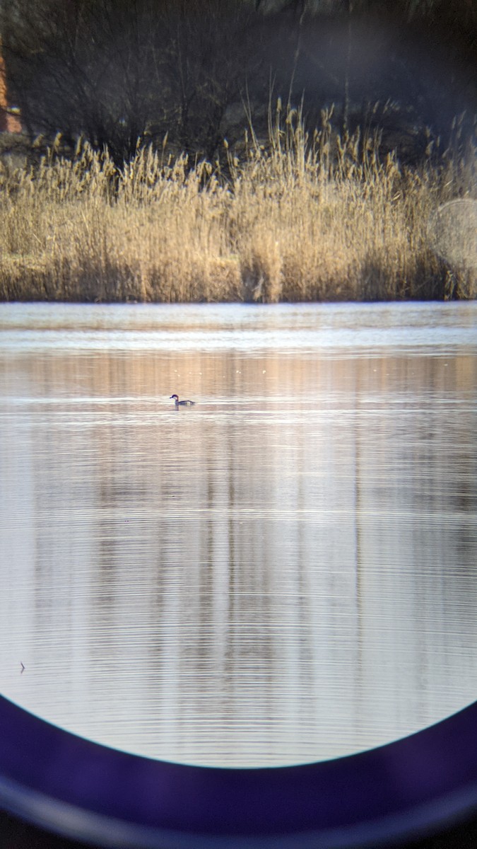 מרגון גמדי - ML646289133