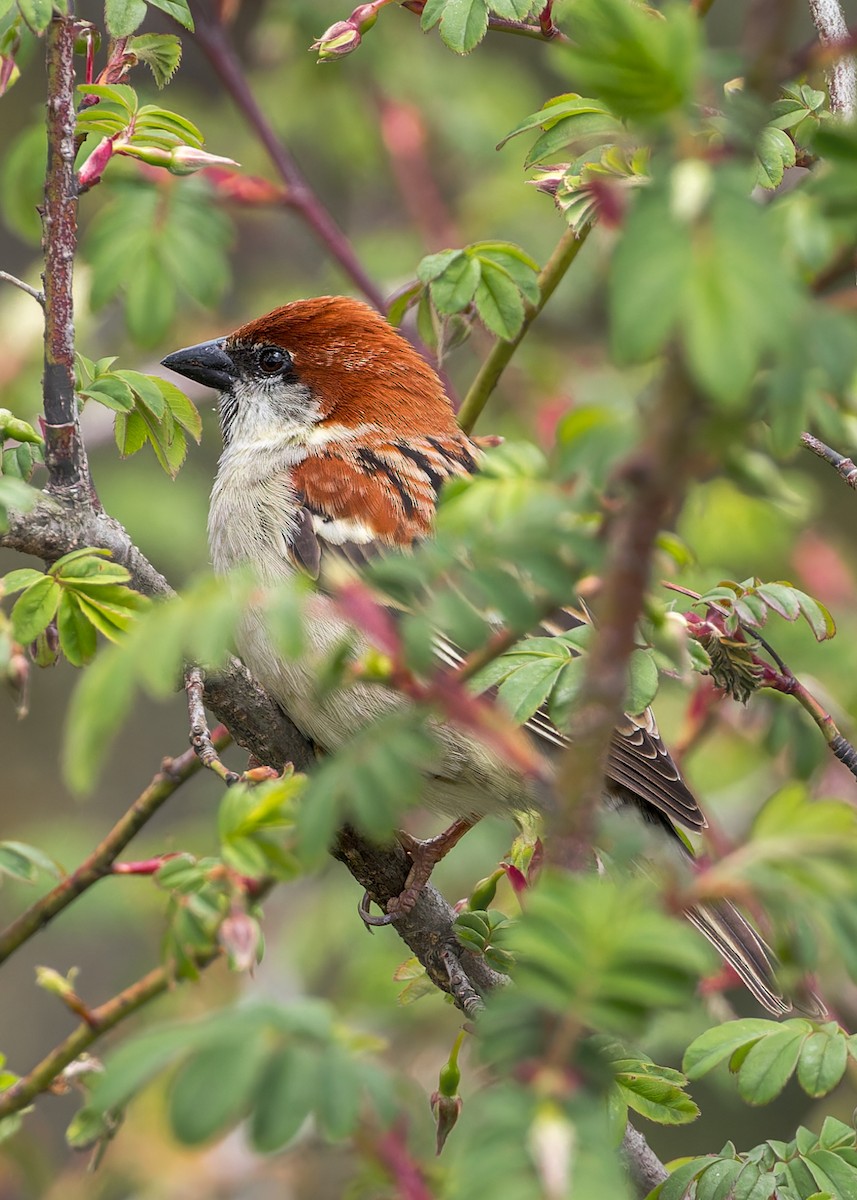 Russet Sparrow - ML646289134