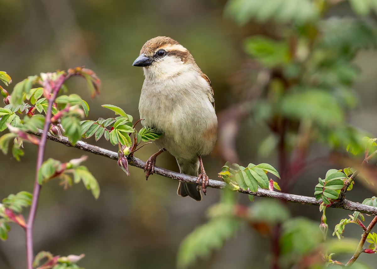 Russet Sparrow - ML646289135