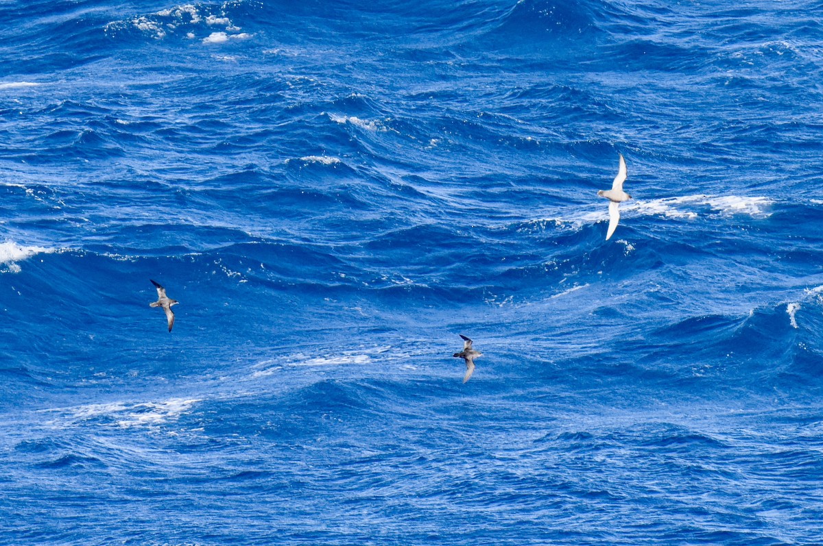Short-tailed Shearwater - ML646289137