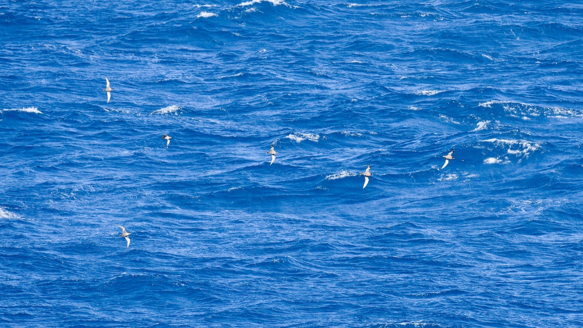 Short-tailed Shearwater - ML646289138