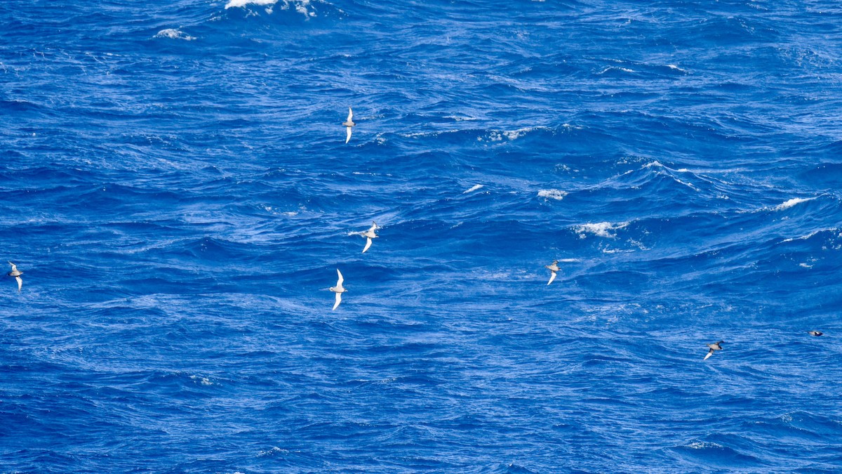 Short-tailed Shearwater - ML646289139