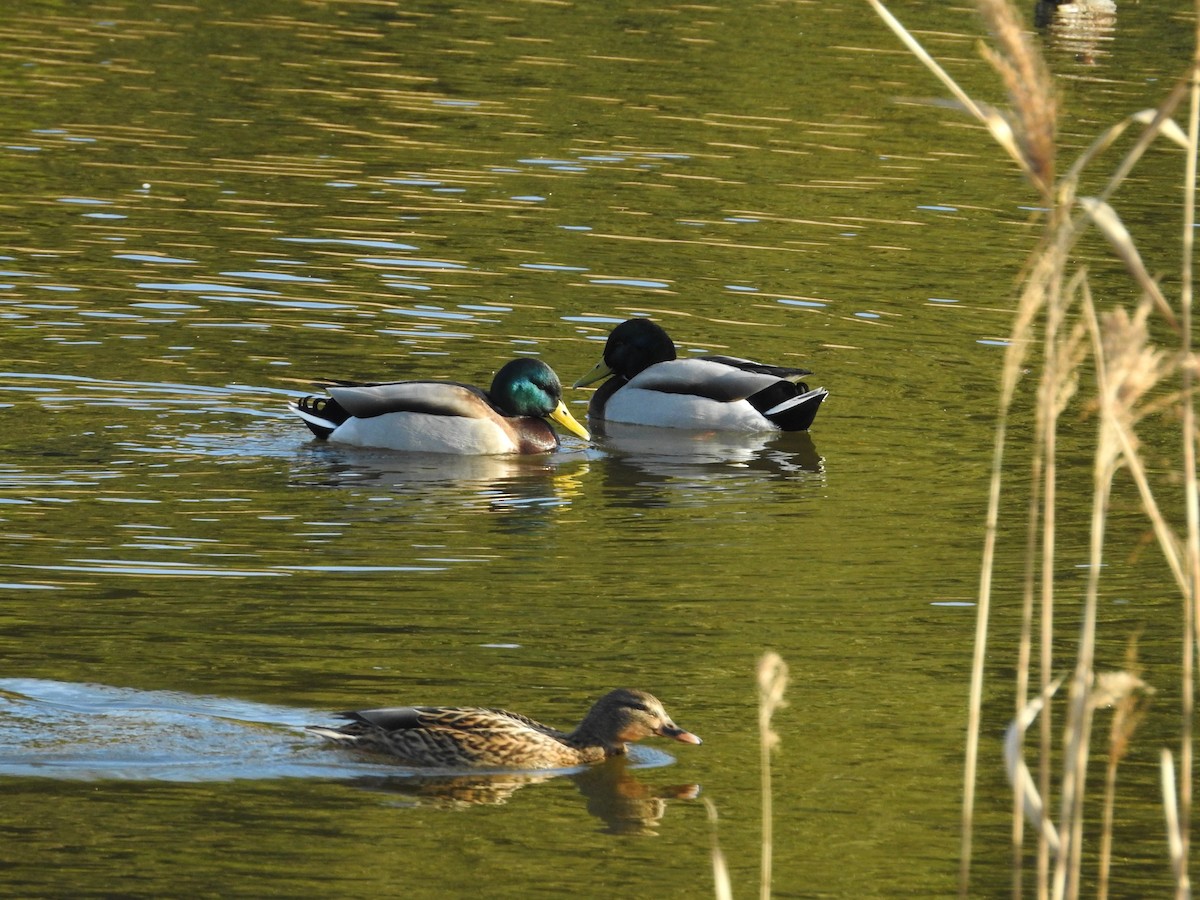 Mallard - ML646289151