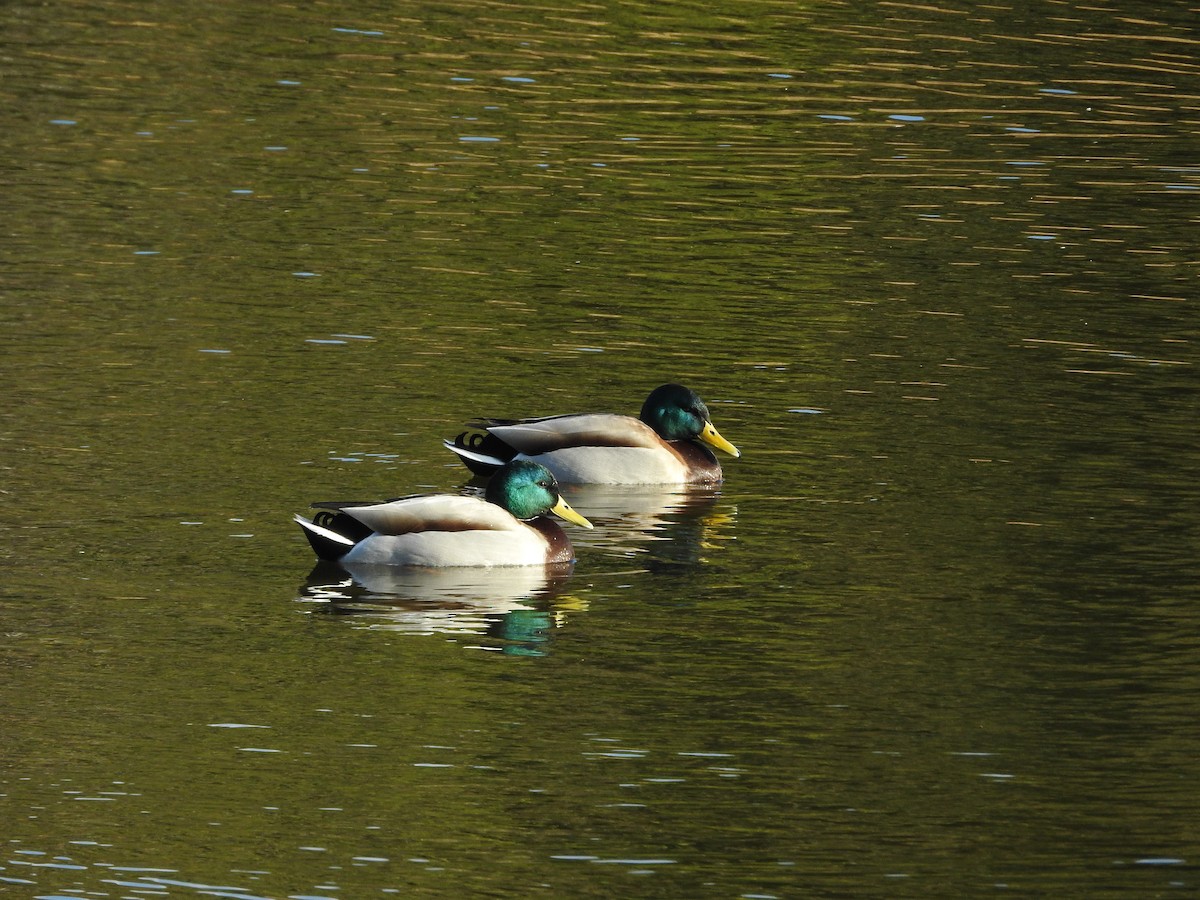 Mallard - ML646289155