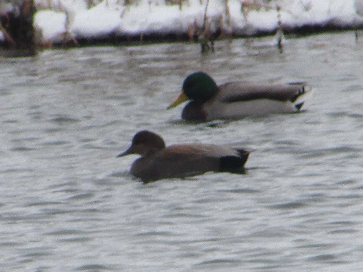 kopřivka obecná - ML646289157