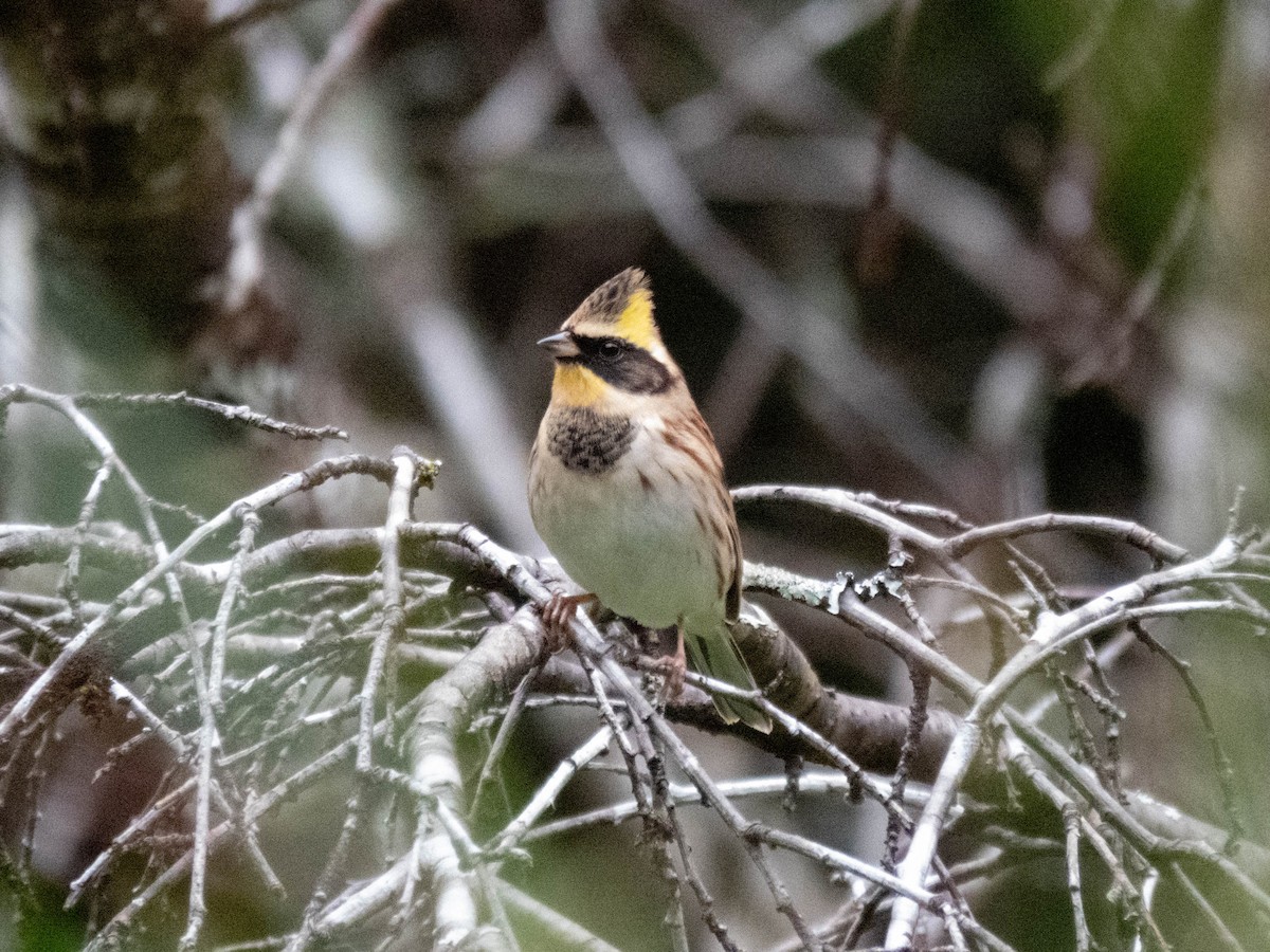 Yellow-throated Bunting - ML646289158