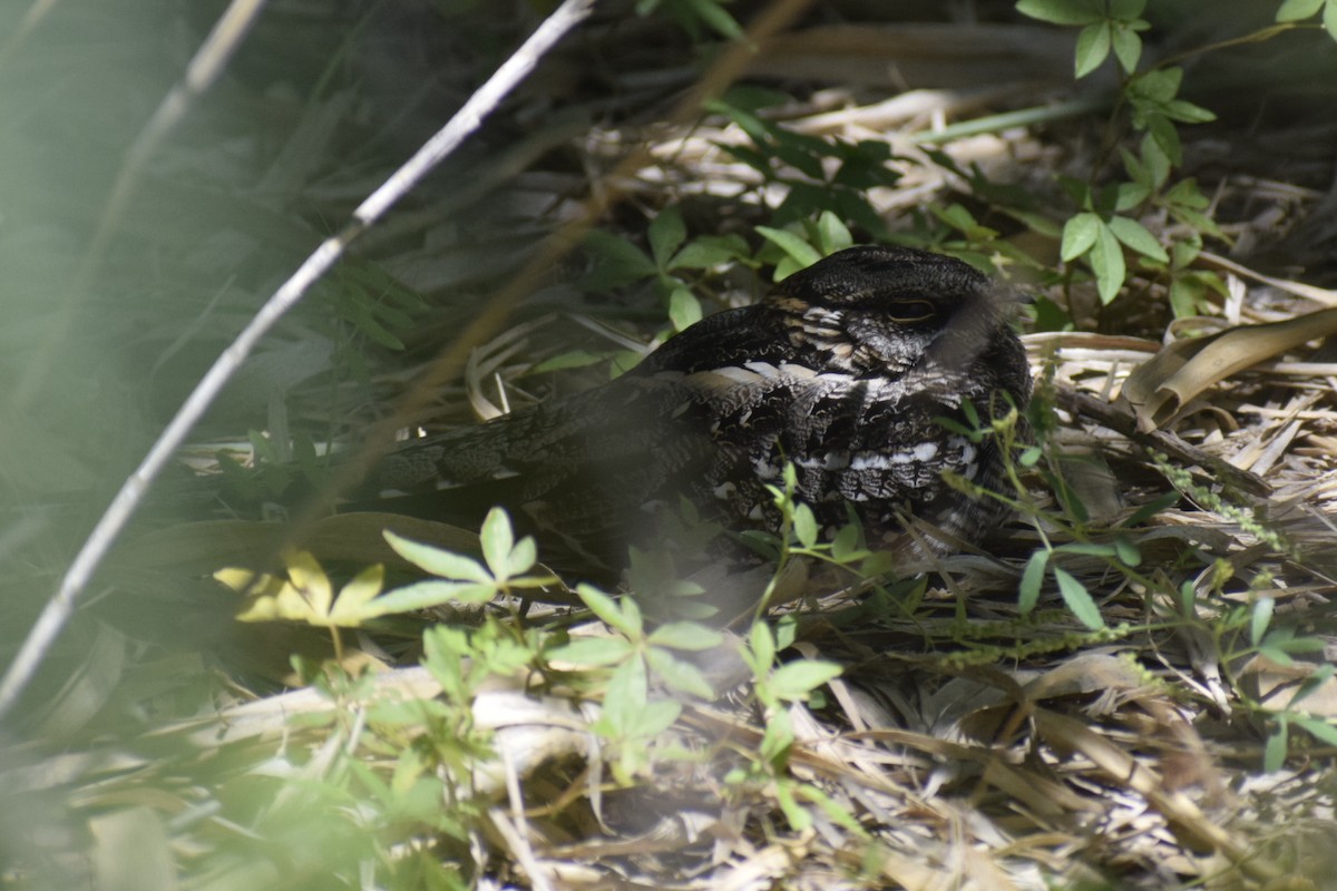 lelek nůžkoocasý - ML646289159