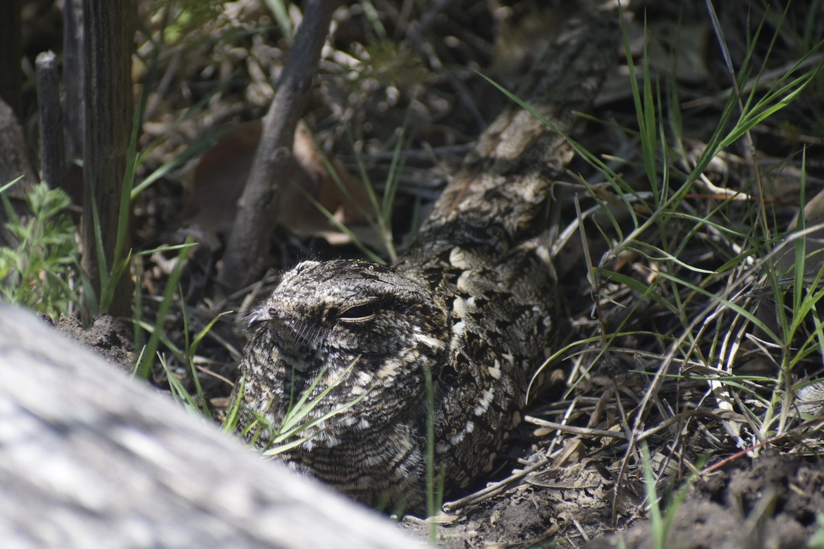 lelek nůžkoocasý - ML646289160