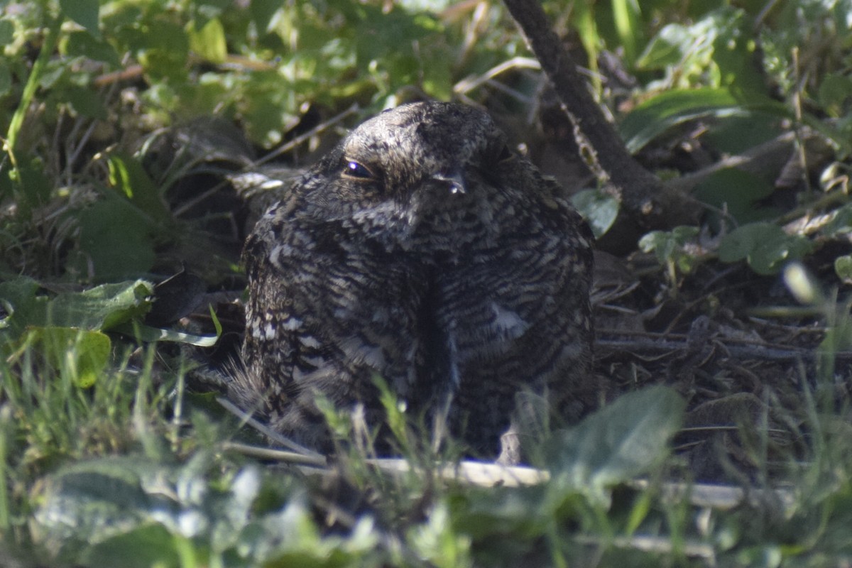 lelek nůžkoocasý - ML646289161