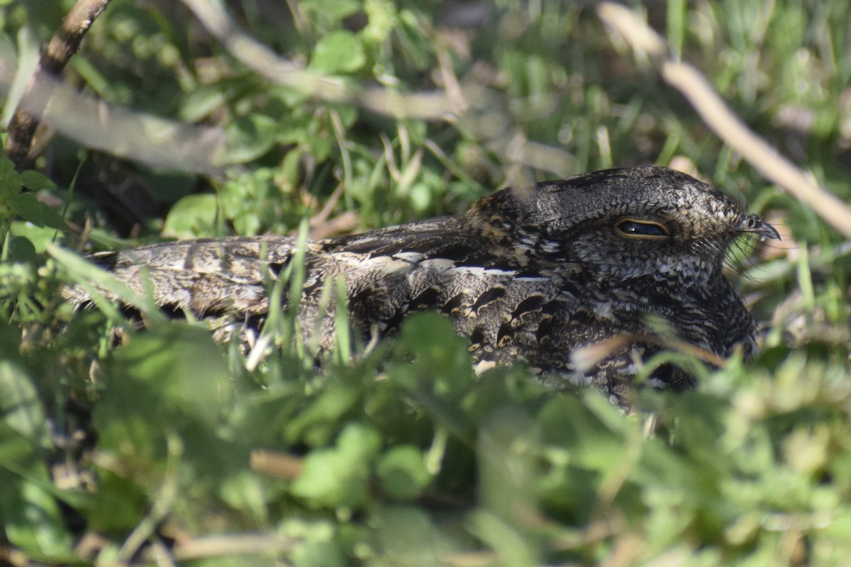 lelek nůžkoocasý - ML646289162