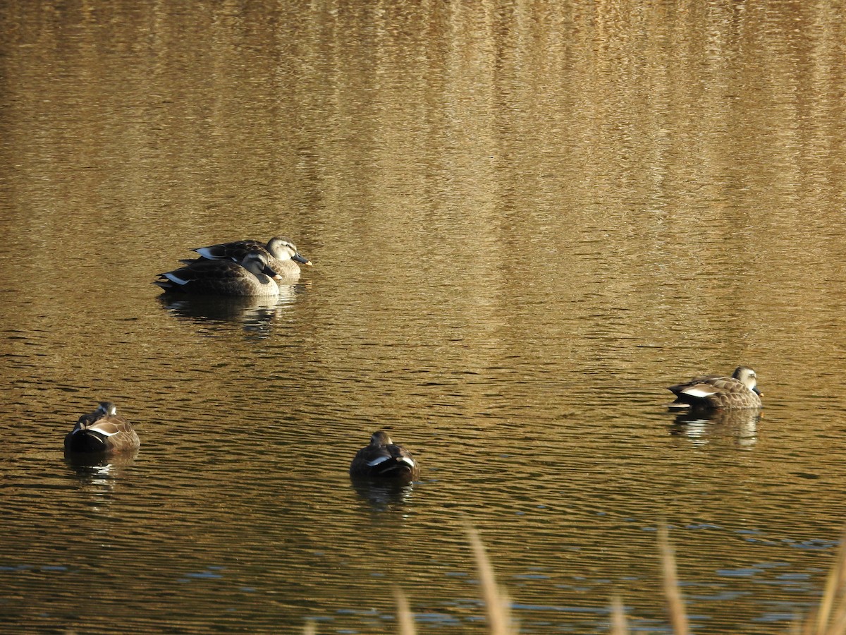 Eastern Spot-billed Duck - ML646289166