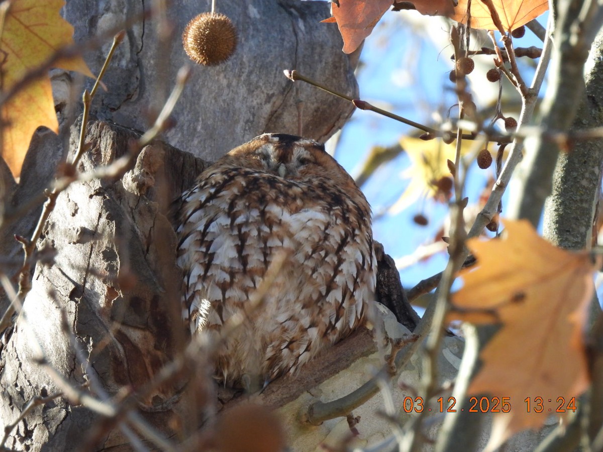 Chouette hulotte - ML646289167