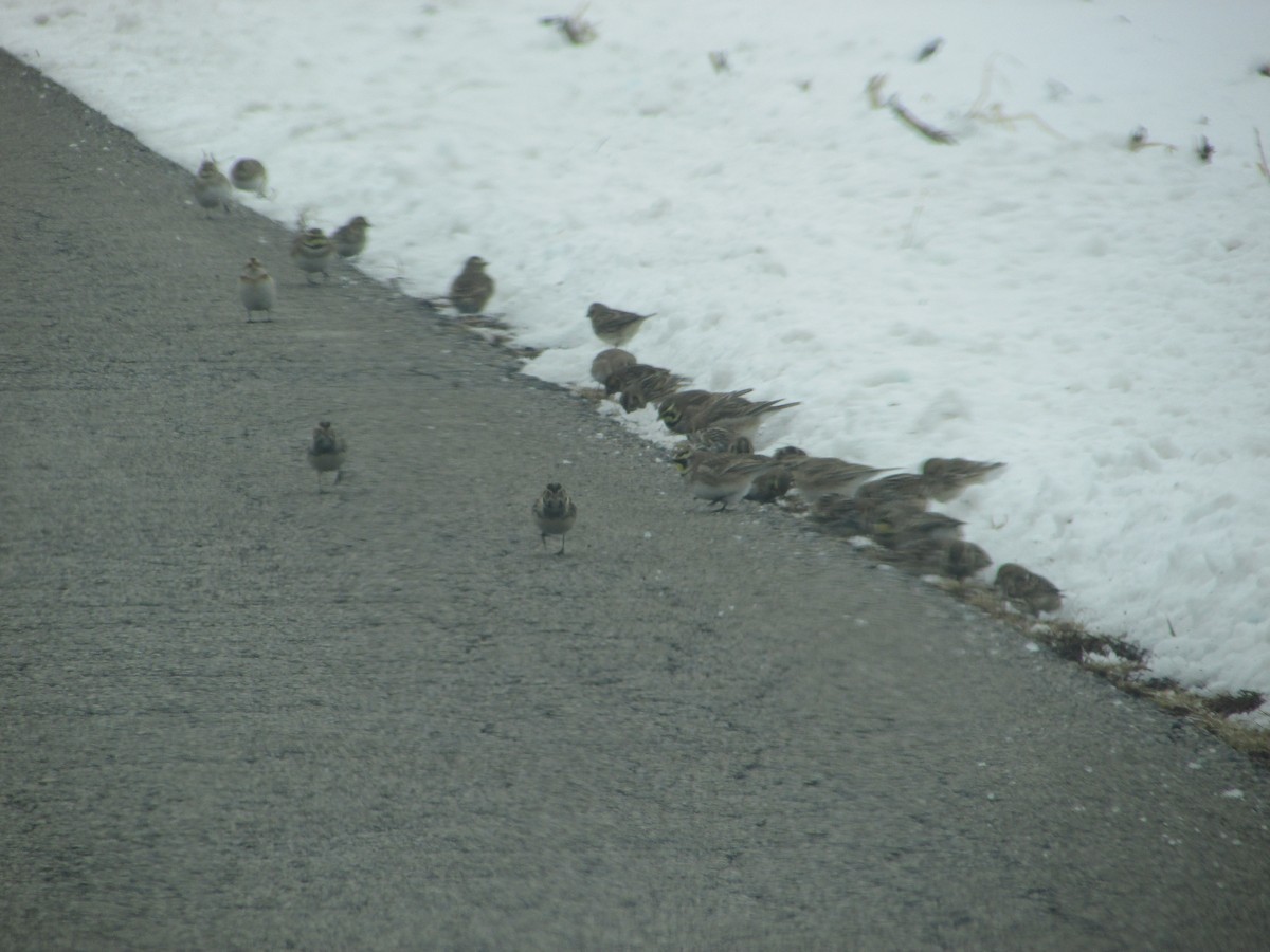 Mallard - ML646289170