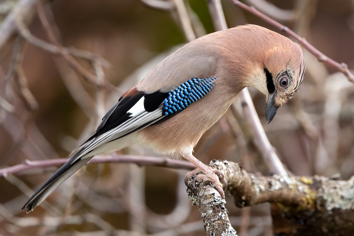 Eurasian Jay - ML646289172