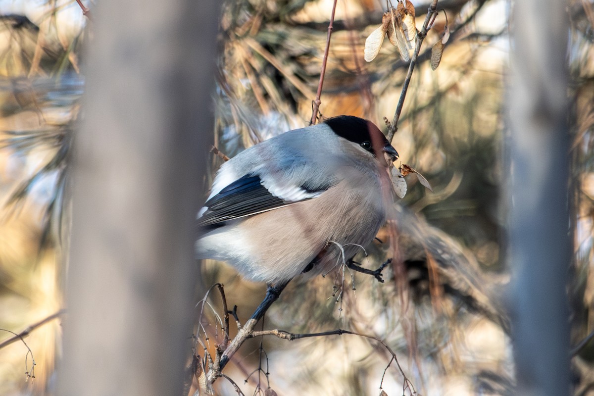 Eurasian Bullfinch - ML646289175