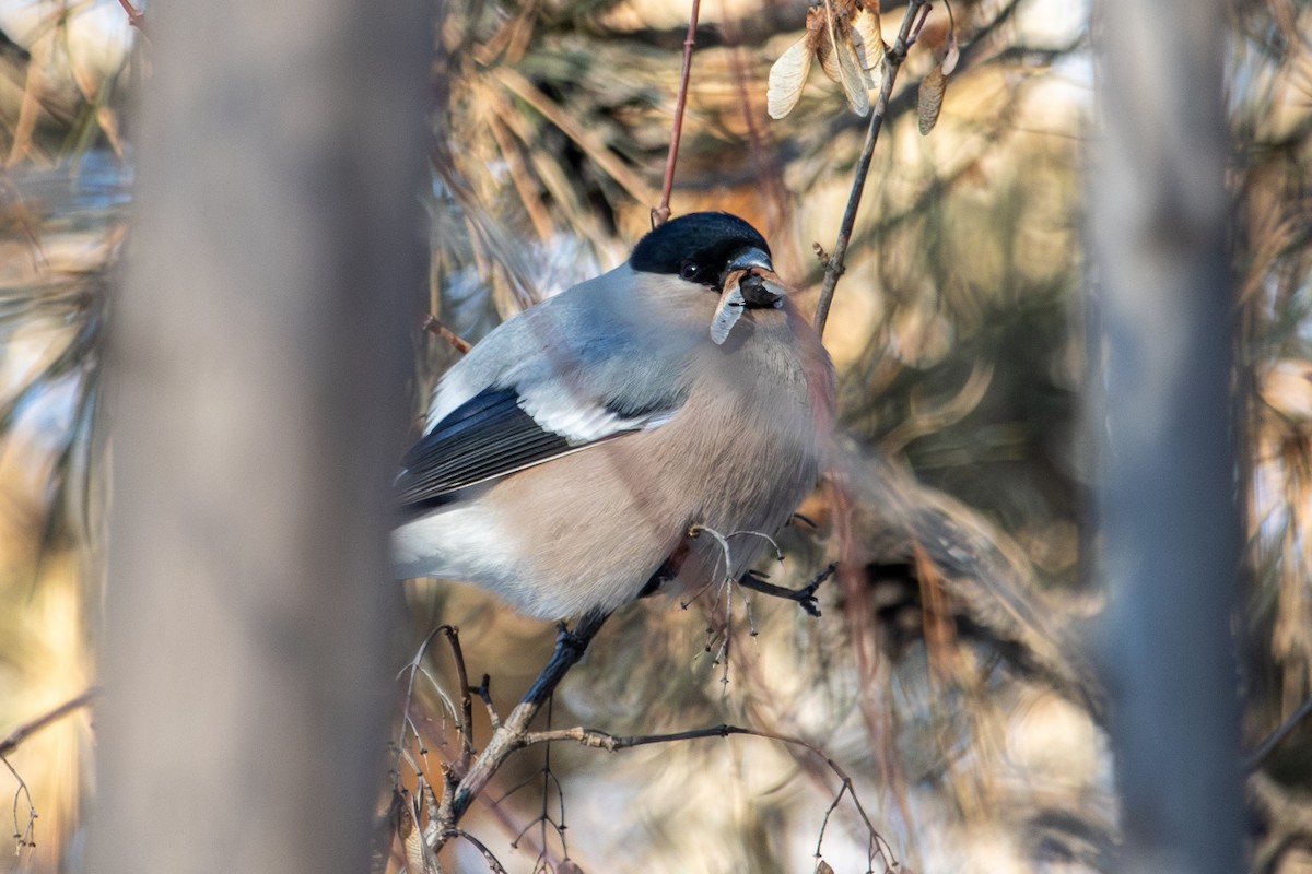 Eurasian Bullfinch - ML646289176