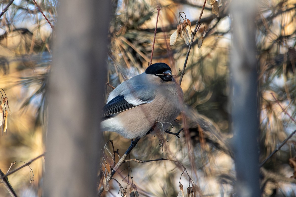 Eurasian Bullfinch - ML646289177