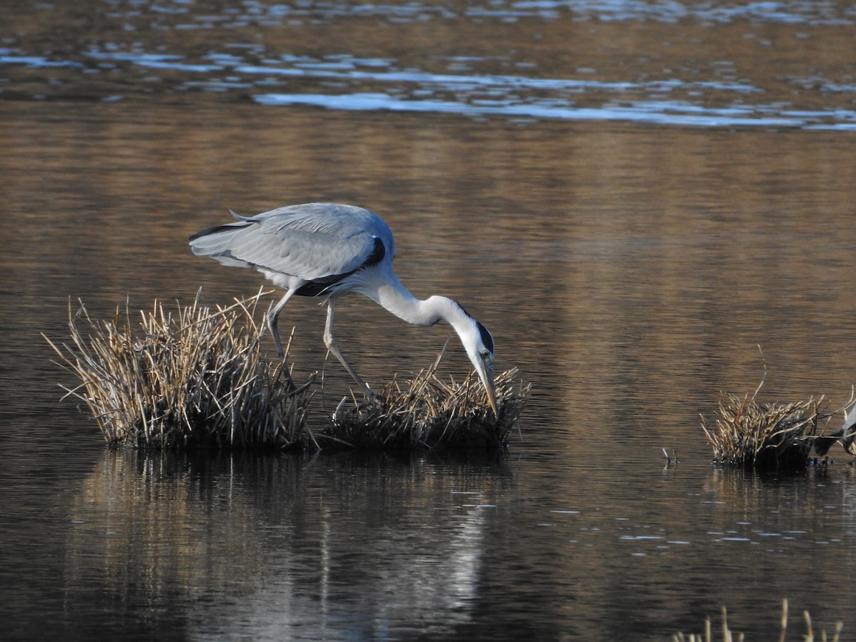 Gray Heron - ML646289179