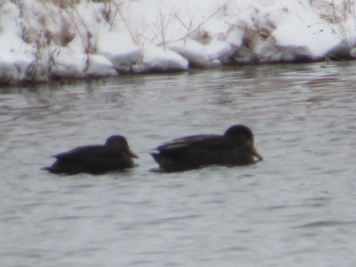 American Black Duck - ML646289180