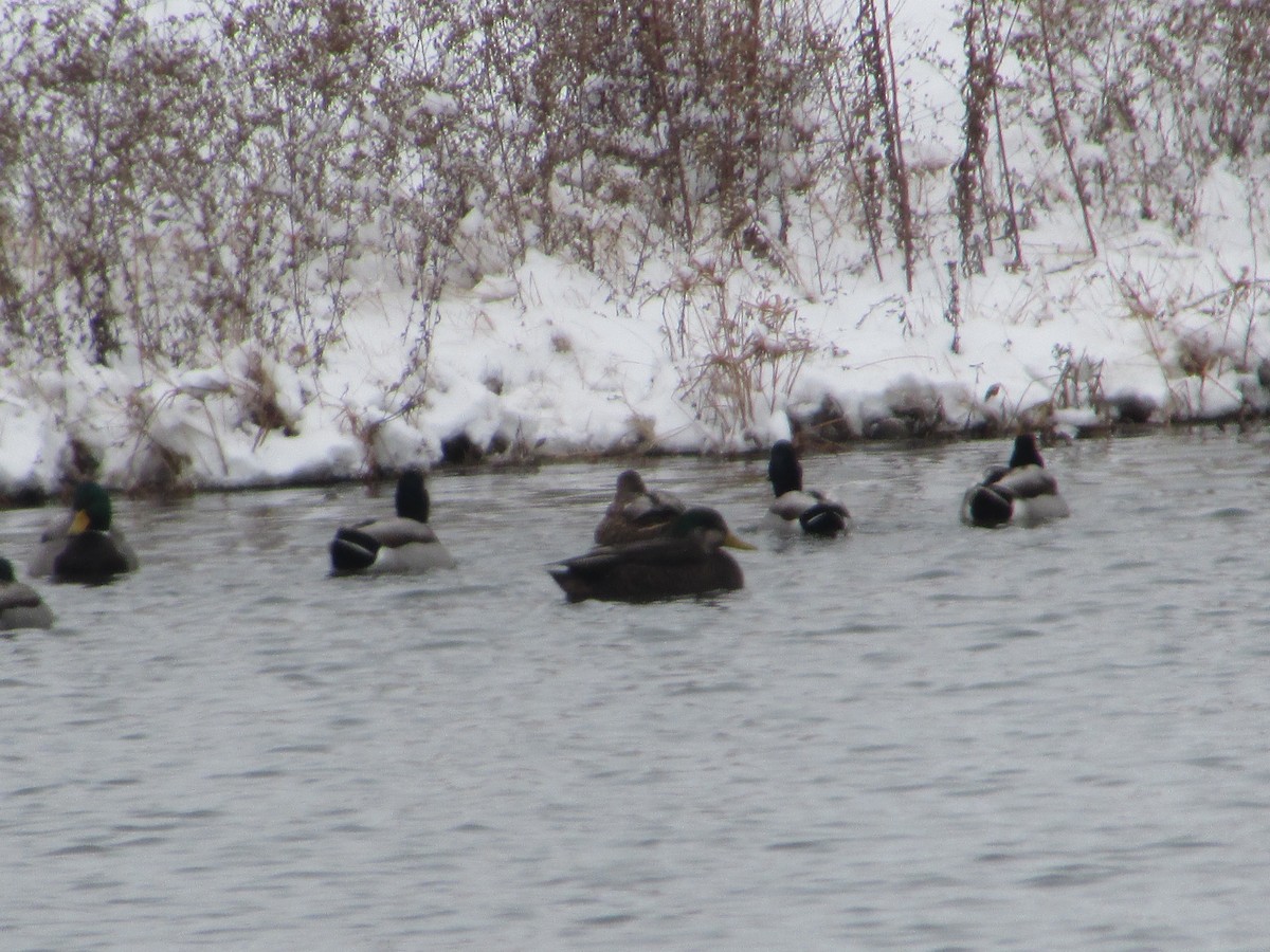 American Black Duck - ML646289181