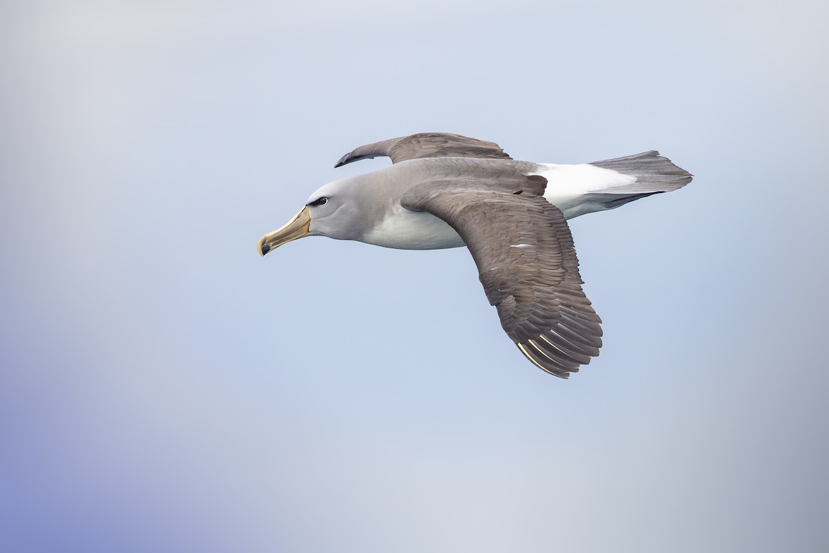 Salvin's Albatross - ML646289182