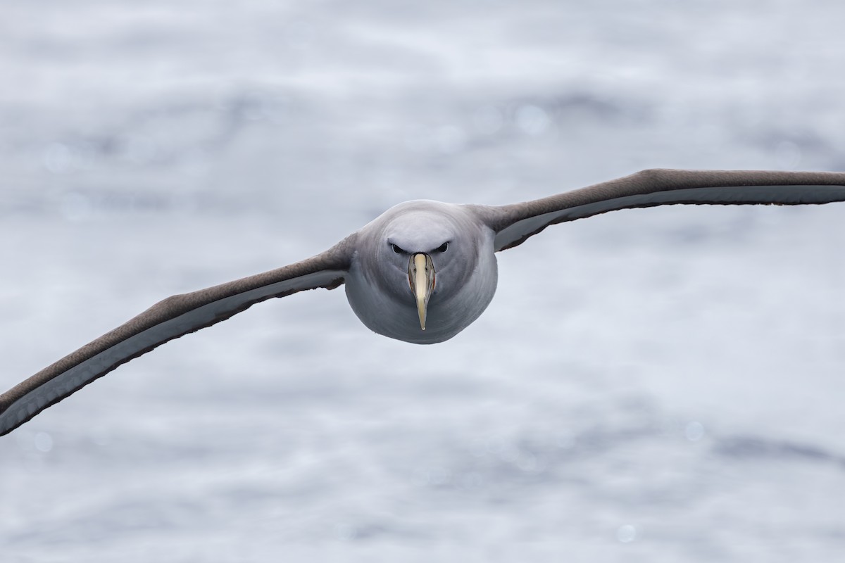 Salvin's Albatross - ML646289183