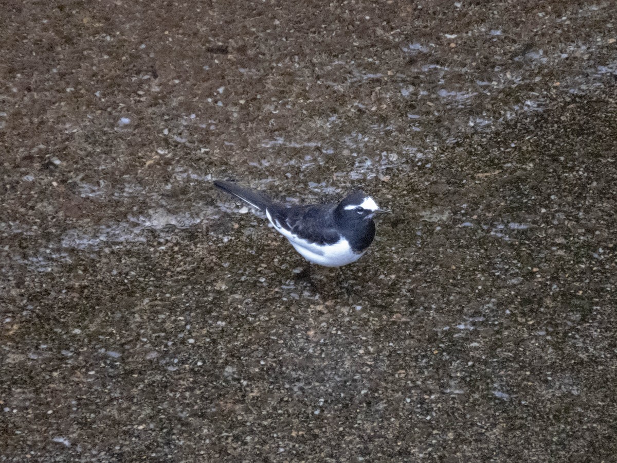 Japanese Wagtail - ML646289184