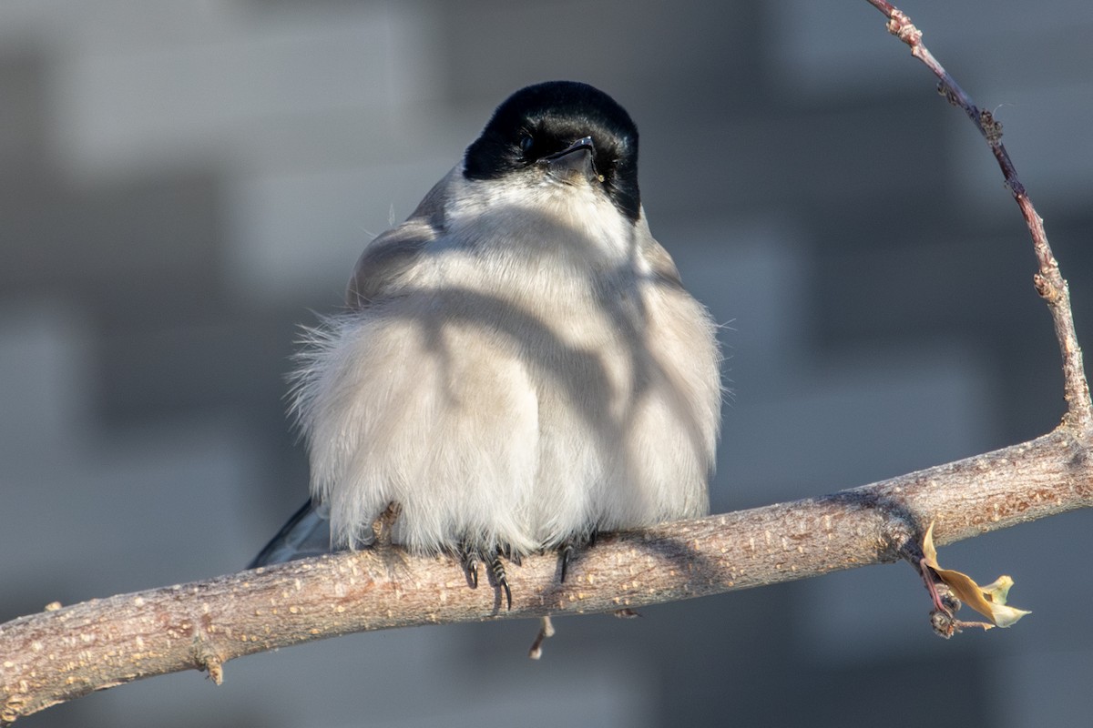 Azure-winged Magpie - ML646289189