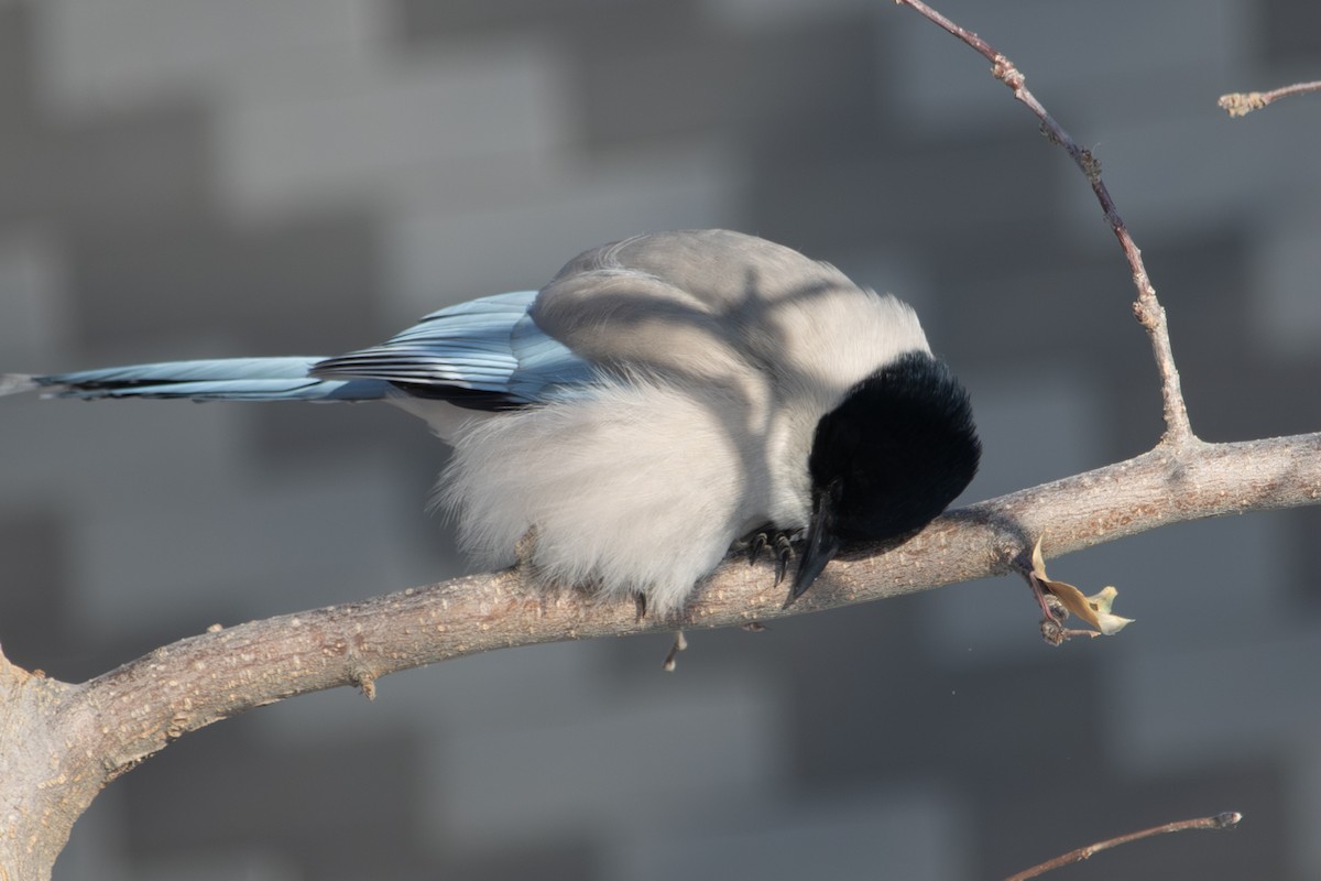 Azure-winged Magpie - ML646289190