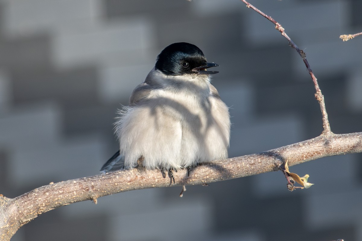 Azure-winged Magpie - ML646289191