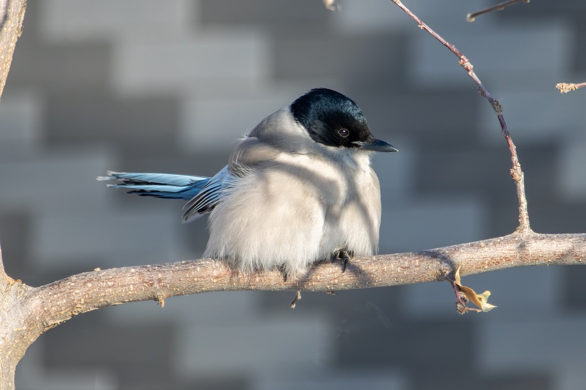 Azure-winged Magpie - ML646289192