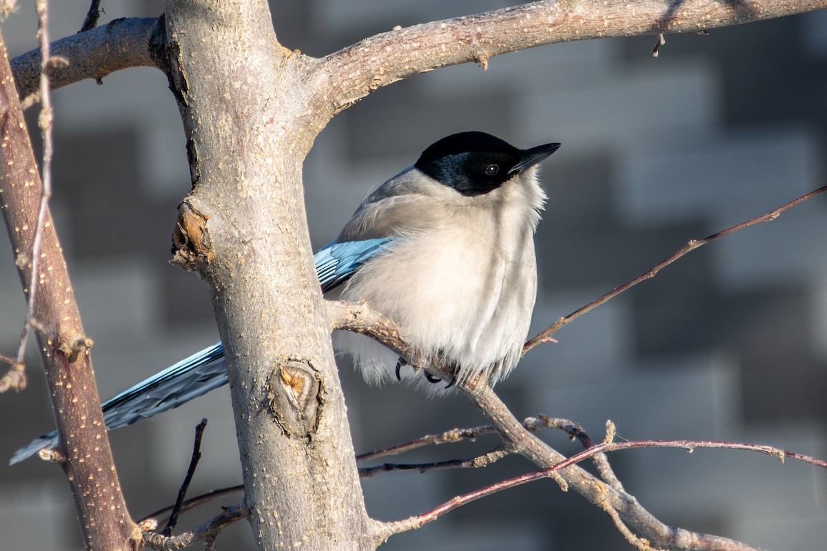 Azure-winged Magpie - ML646289193