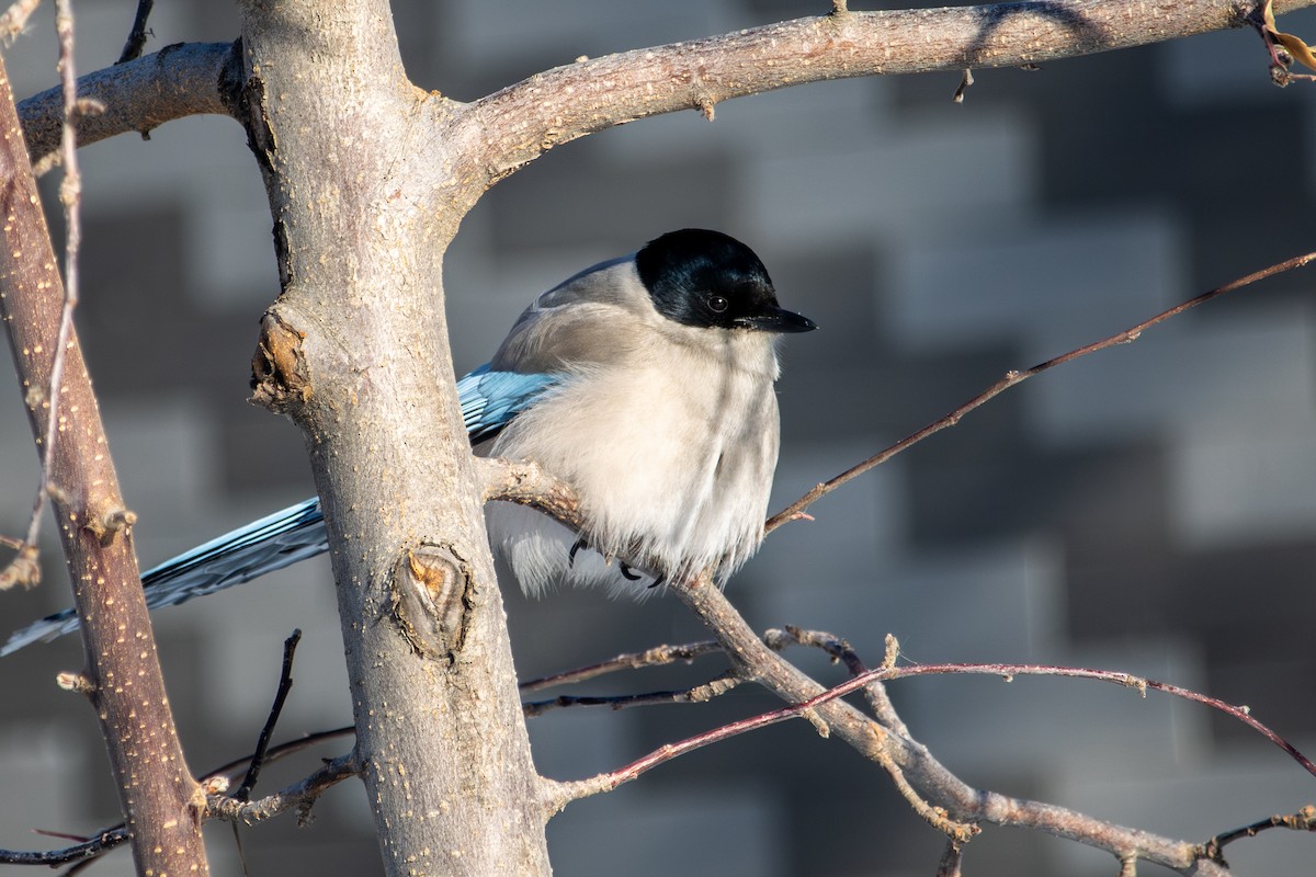 Azure-winged Magpie - ML646289194