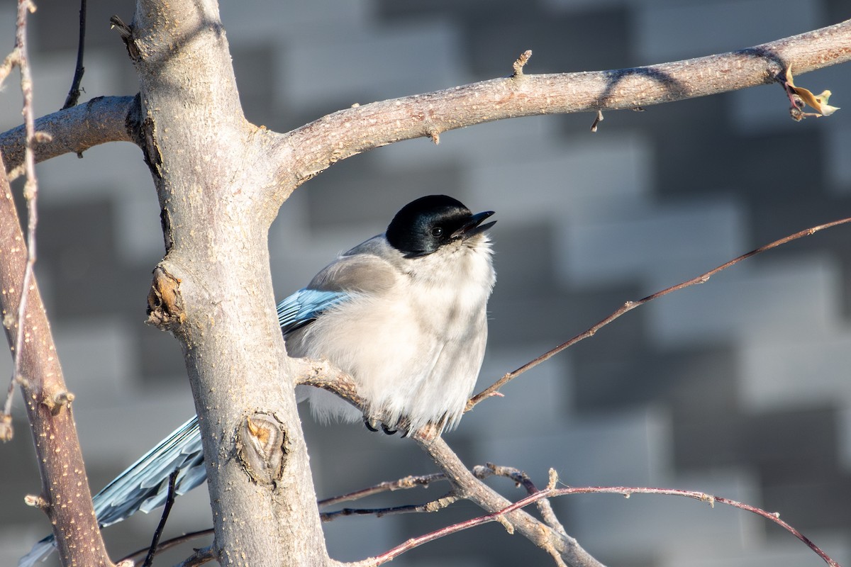 Azure-winged Magpie - ML646289195