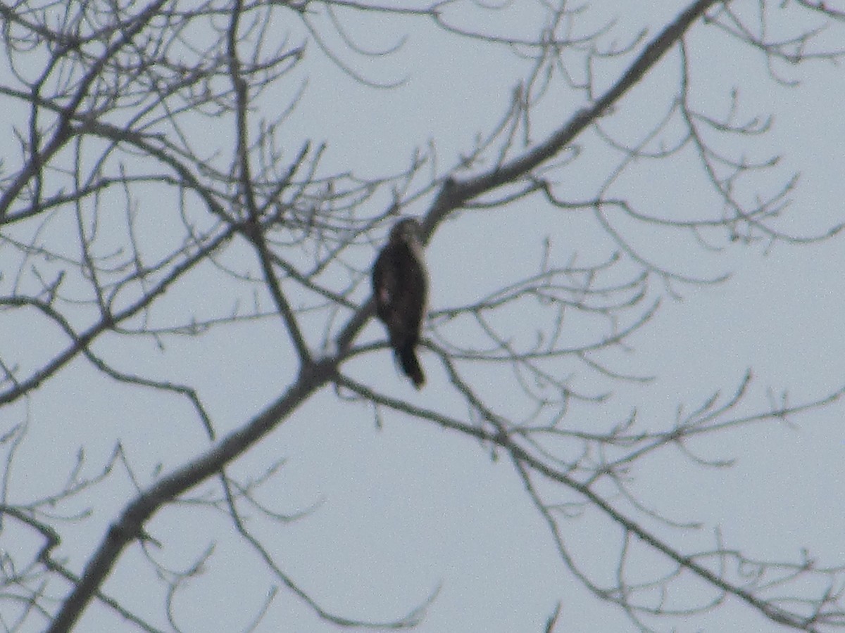 Busardo Colirrojo - ML646289196