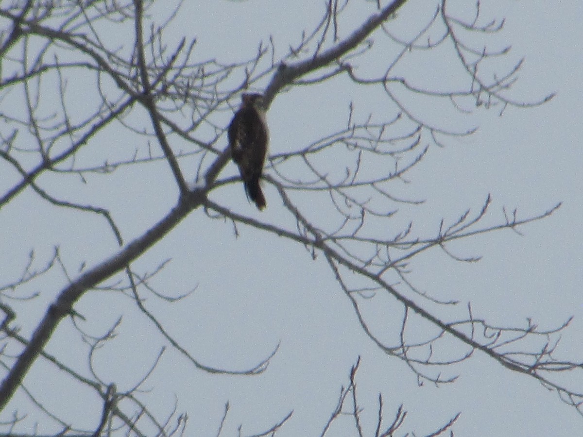 Busardo Colirrojo - ML646289197