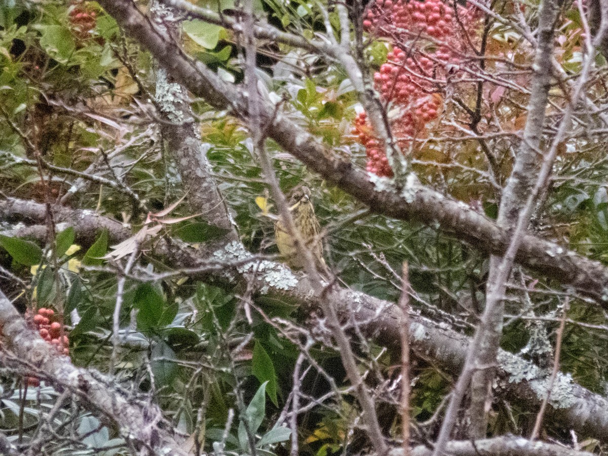 Masked Bunting - ML646289198