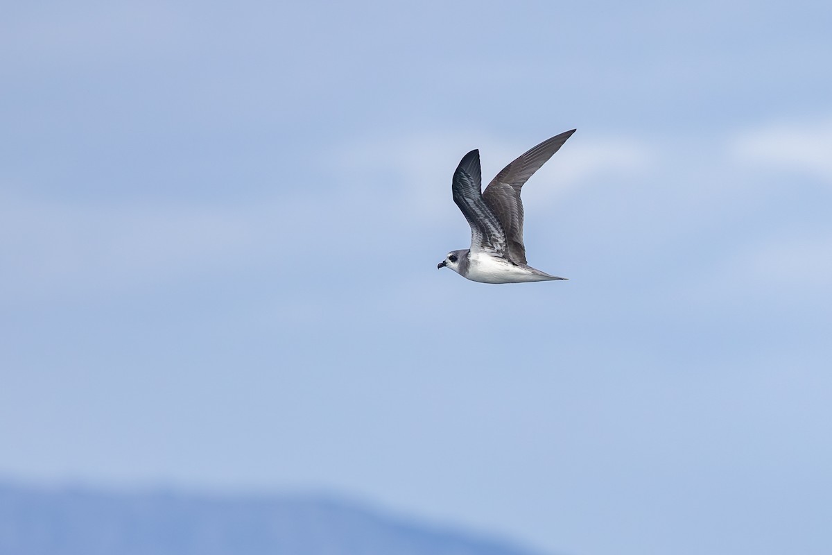 Soft-plumaged Petrel - ML646289199