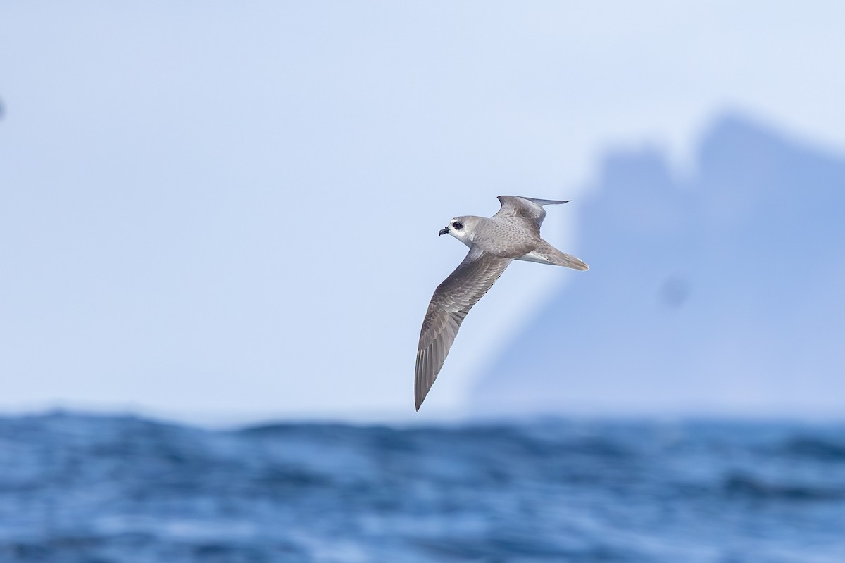 Soft-plumaged Petrel - ML646289200