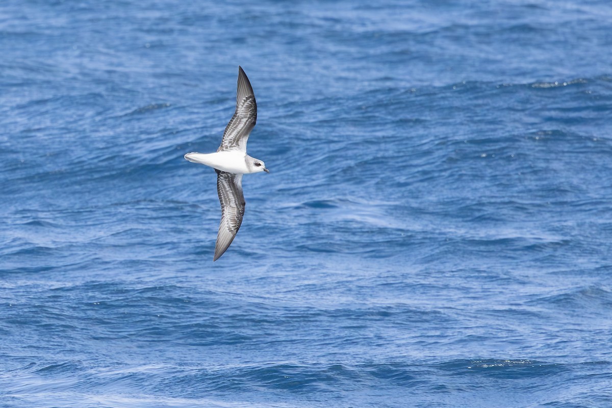 Soft-plumaged Petrel - ML646289201
