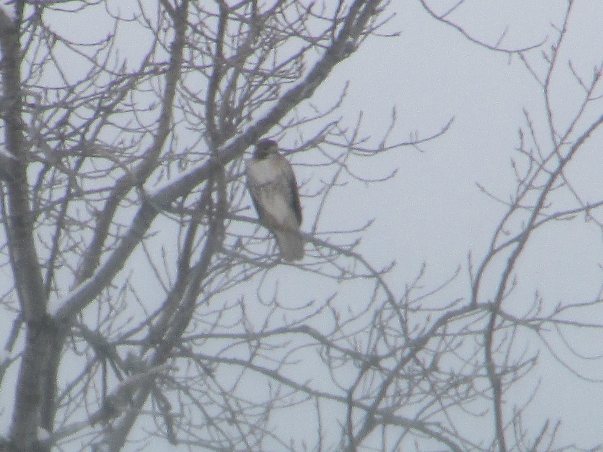 Busardo Colirrojo - ML646289203