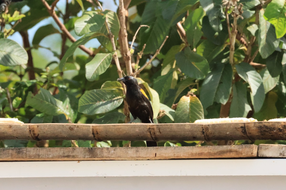 Variable Oriole - ML646289204