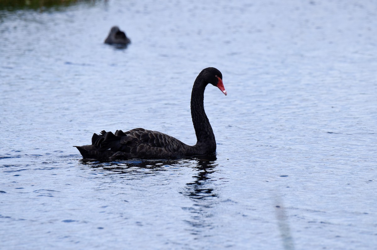 Black Swan - ML646289205