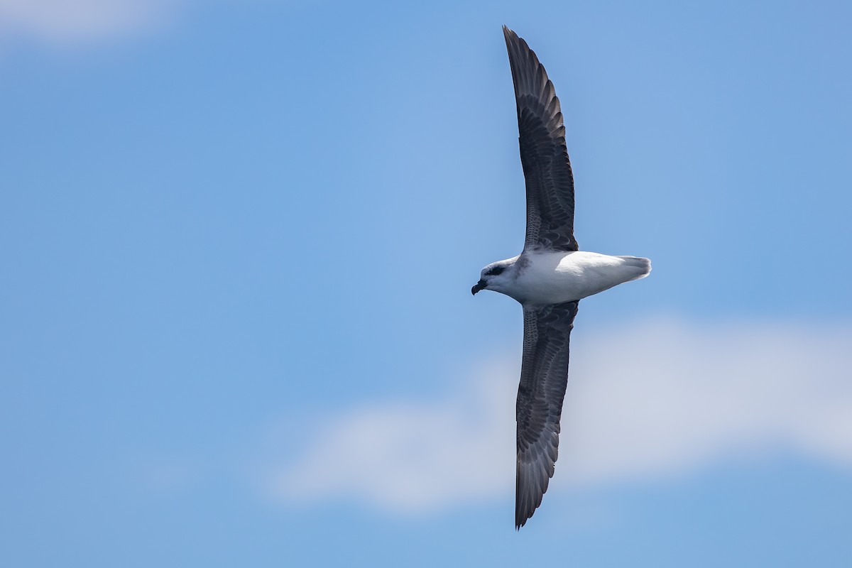 White-headed Petrel - ML646289206