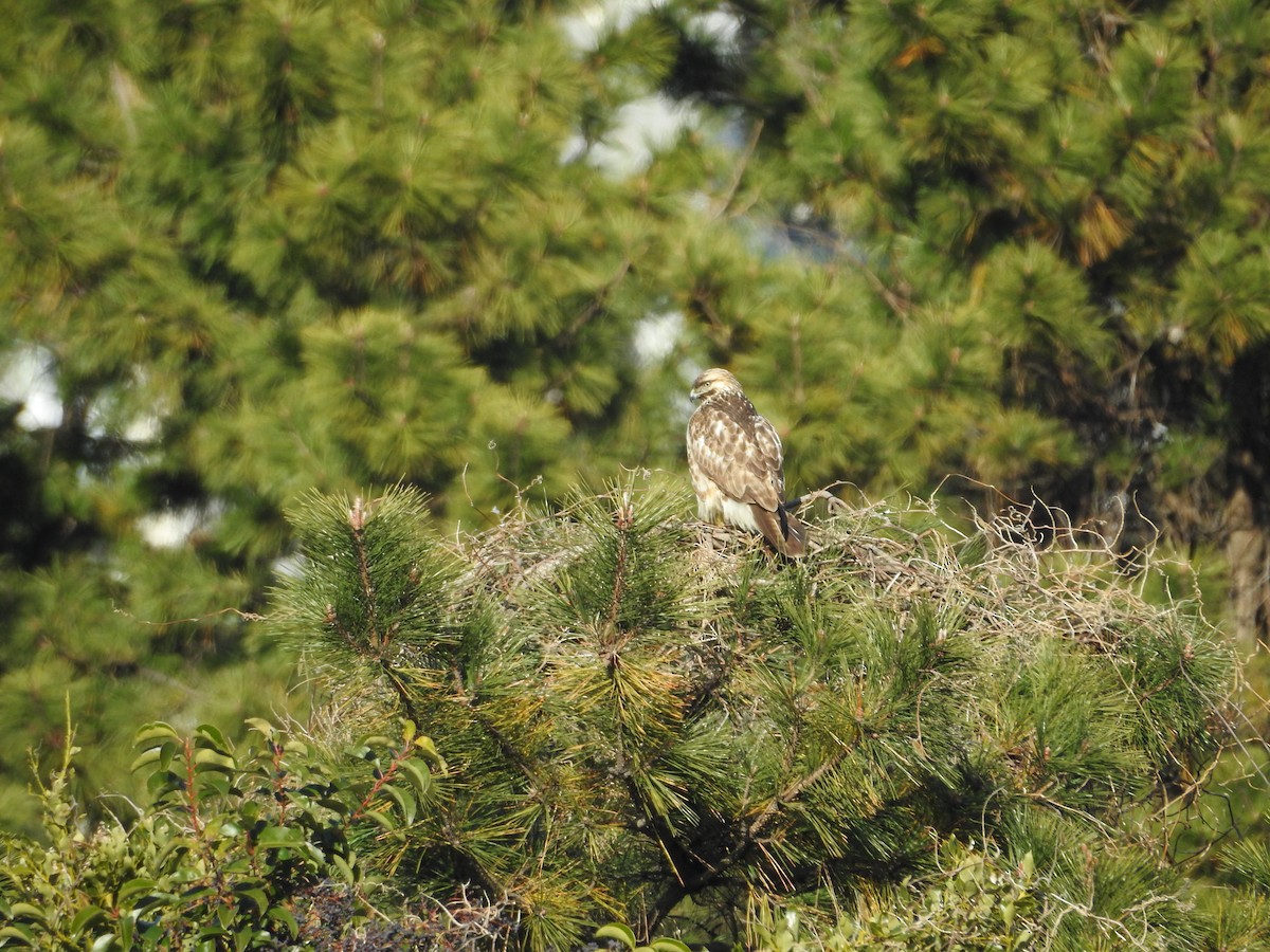 Eastern Buzzard - ML646289208